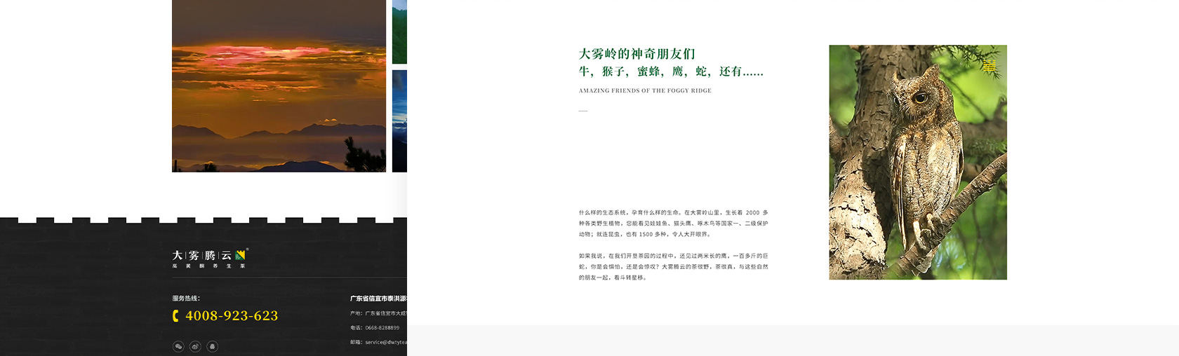 大霧騰云高黃酮茶網(wǎng)站設(shè)計